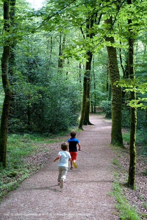 Marche pied forêt en bois