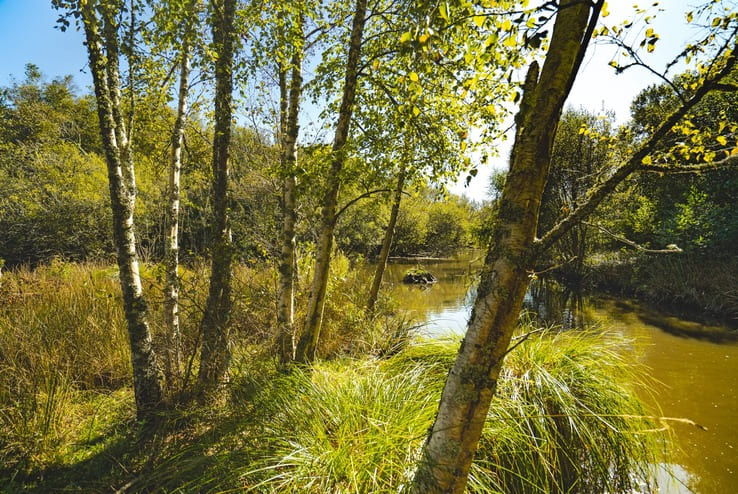 Forêt Mousterlin