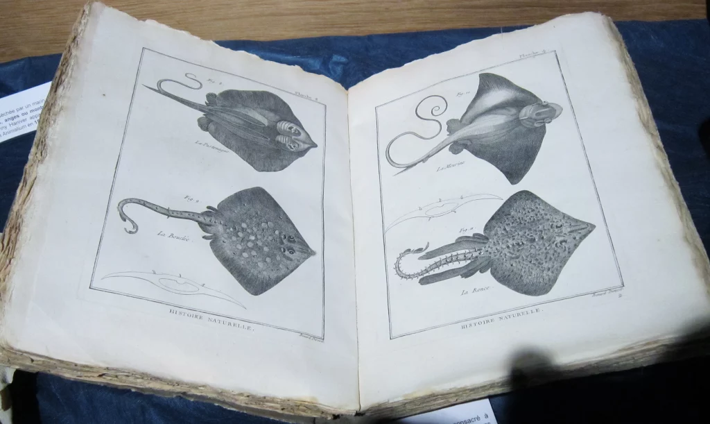 Oude gravures van roggen en zeedieren.