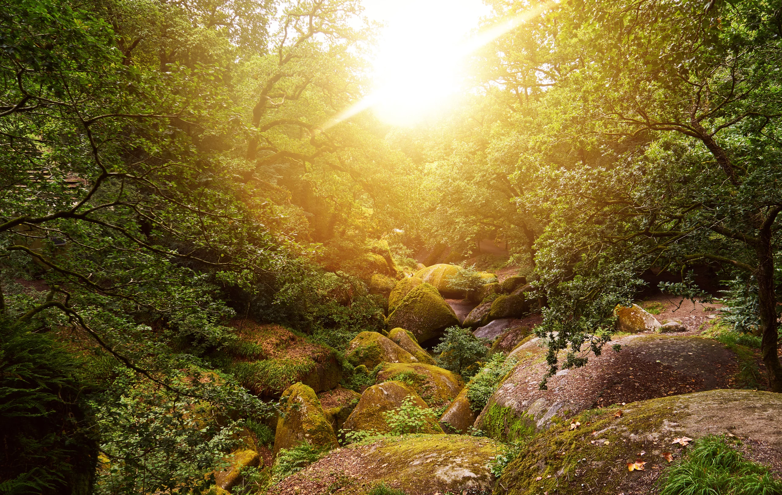 Waldspaziergänge im Finistère