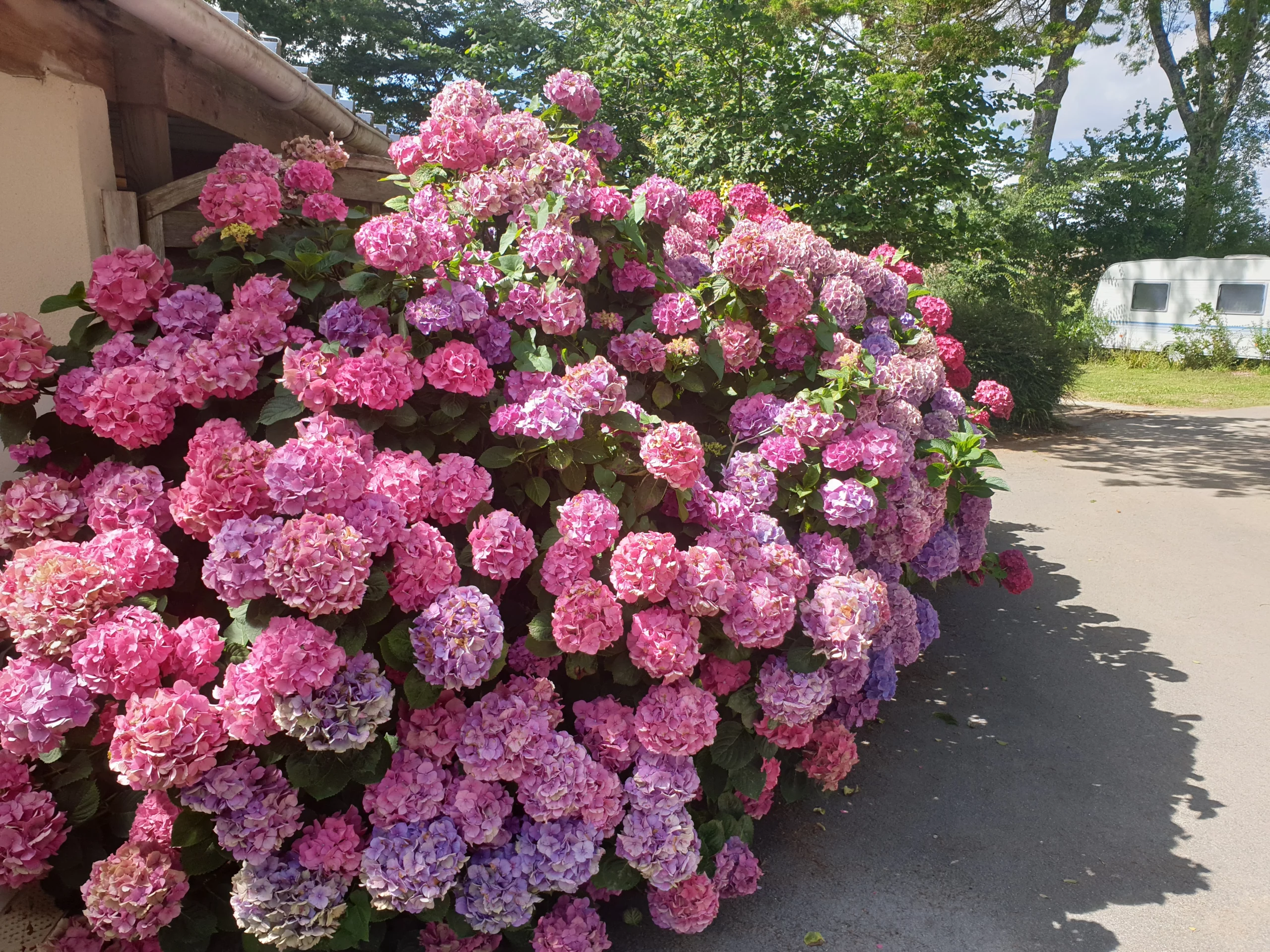 Buisson d'hortensias en fleurs devant une caravane.