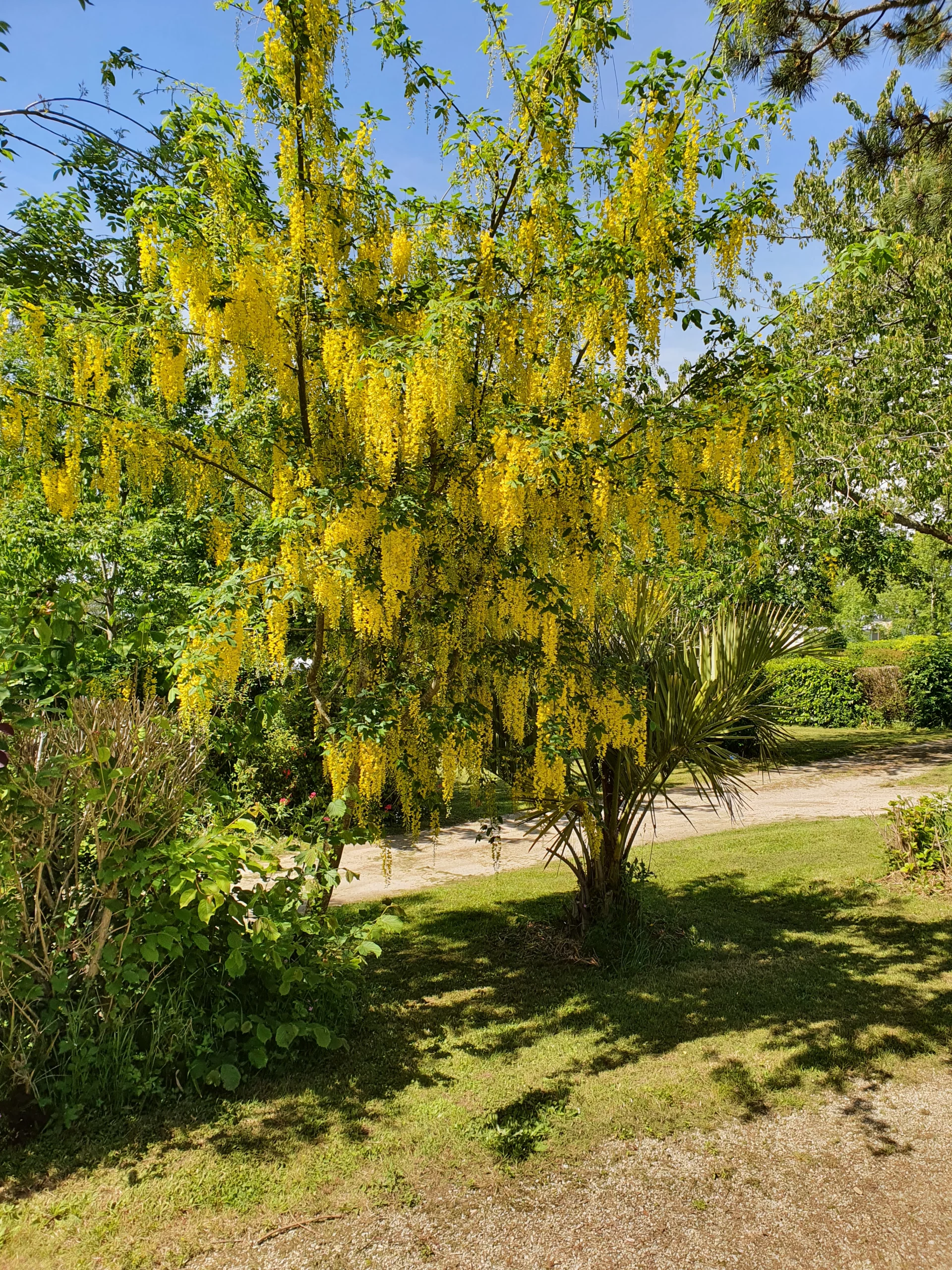 Arbre à fleurs jaunes en pleine floraison estivale.
