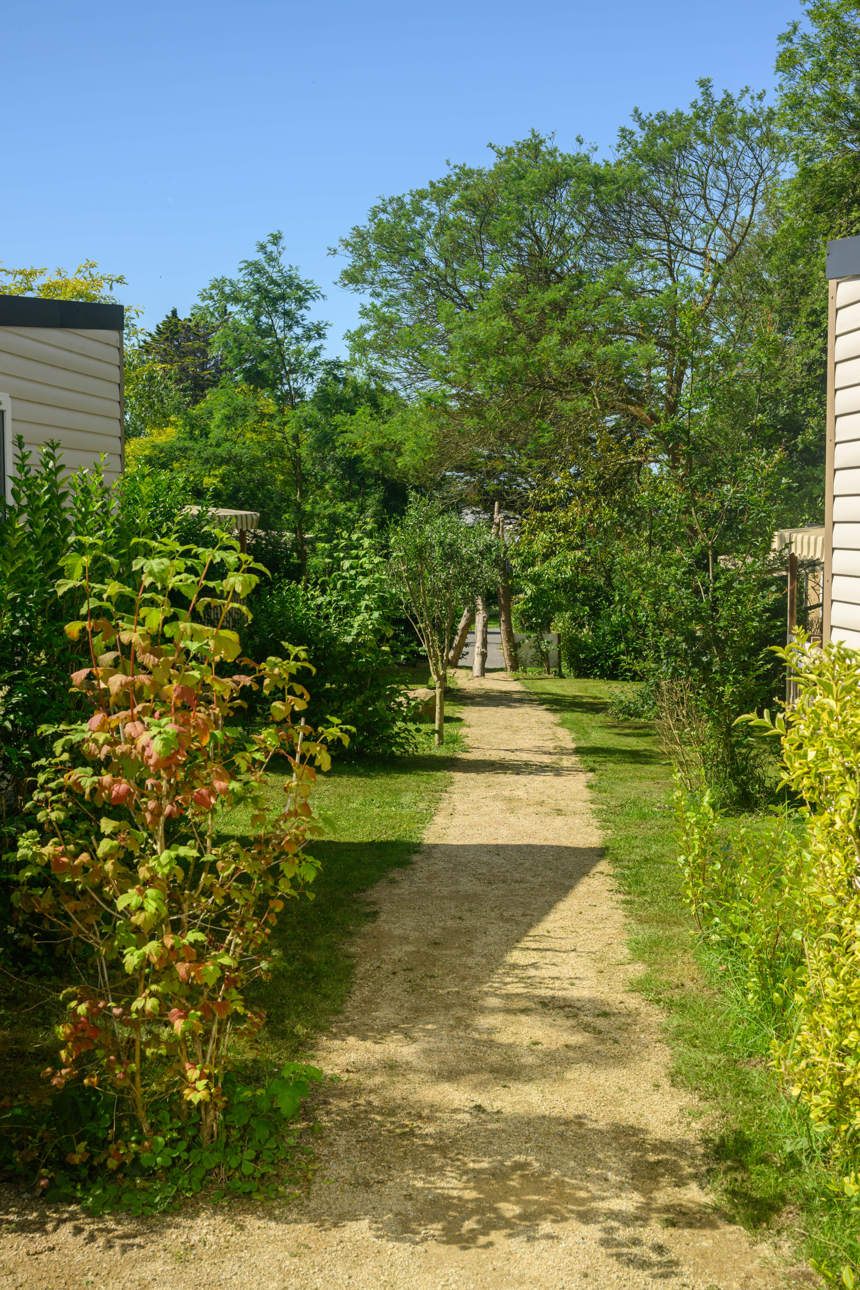 Sentier rural entouré de verdure ensoleillée.