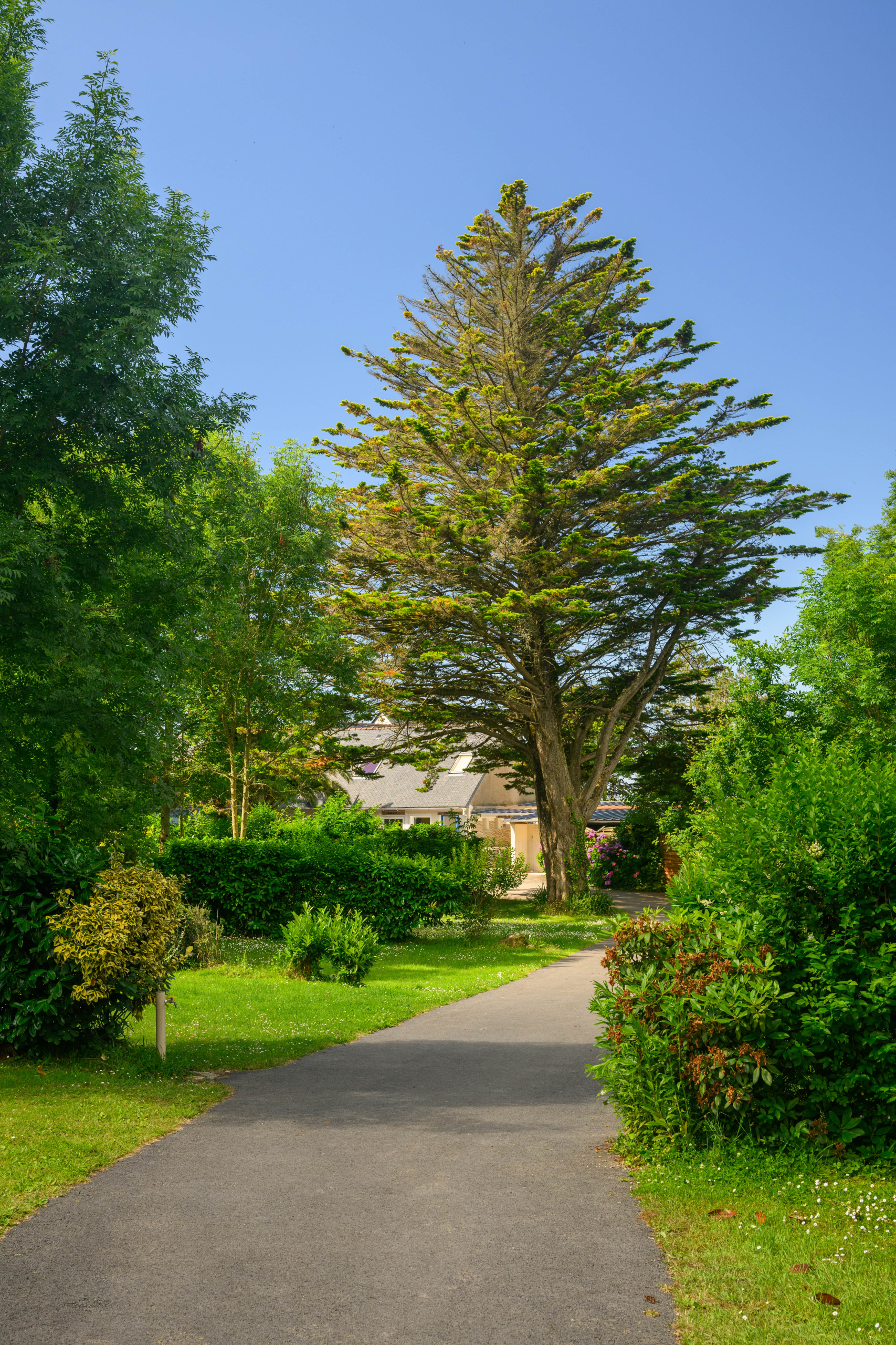 Allée entourée de verdure et arbres en été.